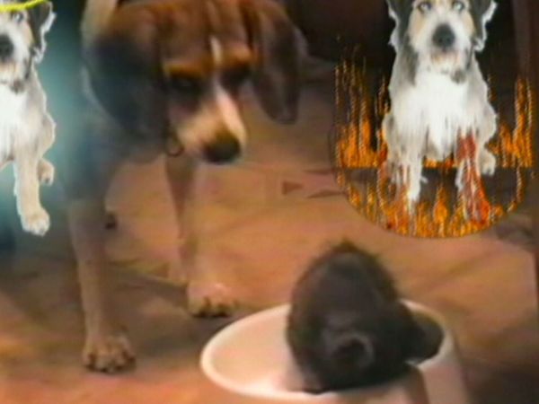 Funniest Pets & People - Household helpers