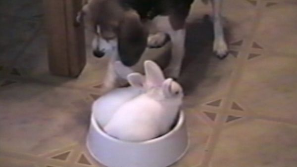 Funniest Pets & People - Smooth