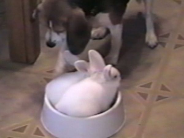 Funniest Pets & People - Smooth