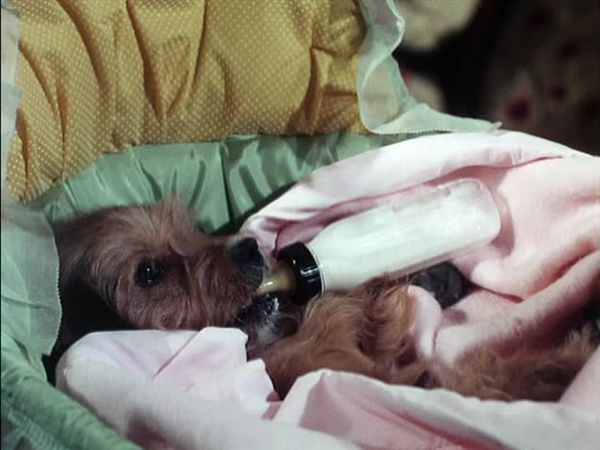 Petticoat Junction - Granny, the Baby Expert