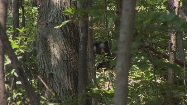 Mountain Men - Meltdown: Loaded for Bear (2021)