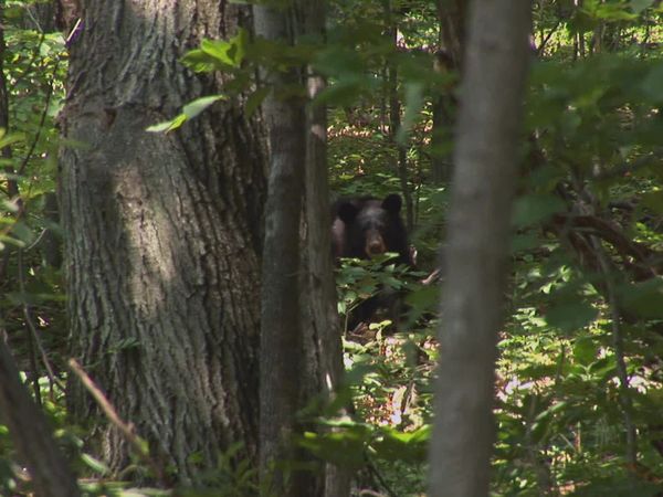 Mountain Men - Meltdown: Loaded for Bear (2021)