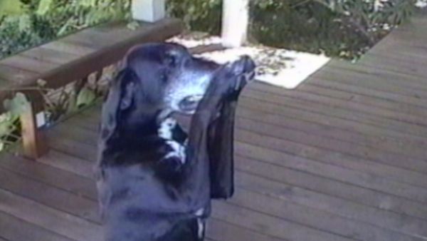 Funniest Pets & People - Spin your wheels