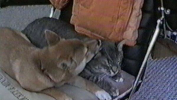 Funniest Pets & People - Snack time