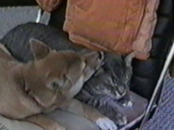 Funniest Pets & People - Snack time