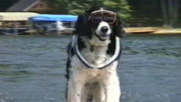 Funniest Pets & People - Have Your Cake and Eat it Too