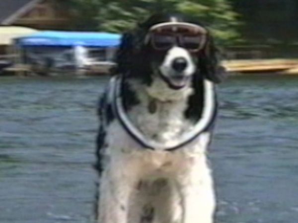 Funniest Pets & People - Have Your Cake and Eat it Too