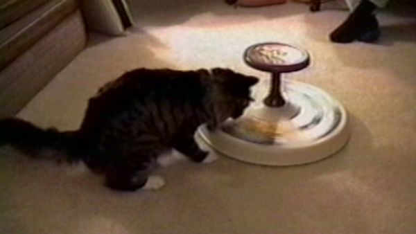 Funniest Pets & People - Shake, Rattle and Roll