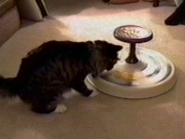 Funniest Pets & People - Shake, Rattle and Roll