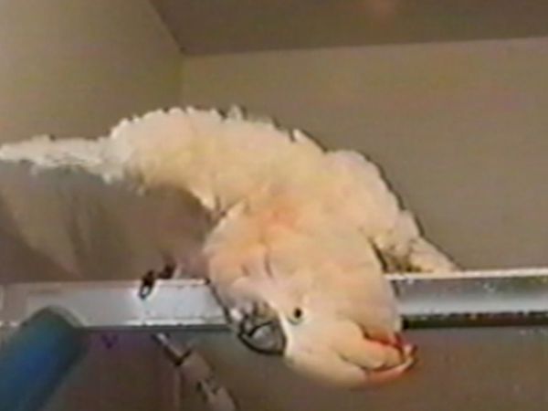 Funniest Pets & People - Oh Baby!