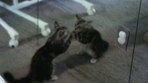 Funniest Pets & People - It takes two