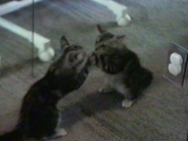 Funniest Pets & People - It takes two
