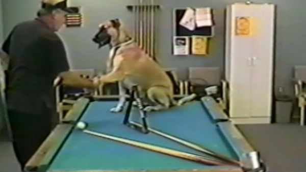 Funniest Pets & People - Let's get in shape