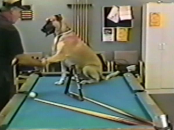 Funniest Pets & People - Let's get in shape