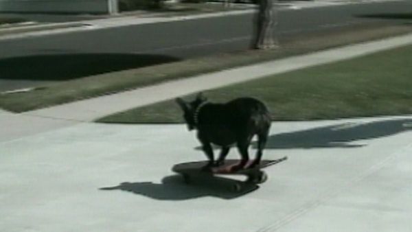 Funniest Pets & People - Around and around we go