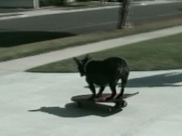 Funniest Pets & People - Around and around we go