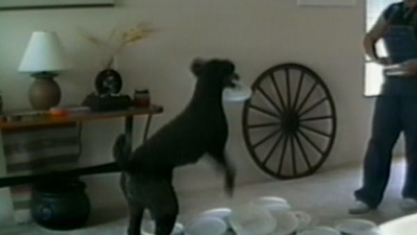 Funniest Pets & People - Smooth moves