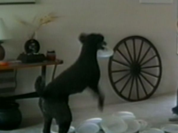 Funniest Pets & People - Smooth moves
