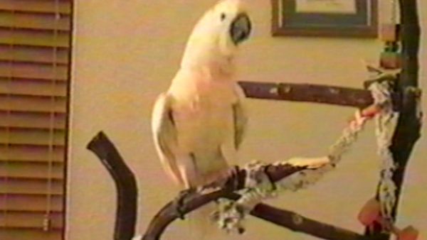Funniest Pets & People - Look what I can do