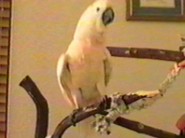 Funniest Pets & People - Look what I can do