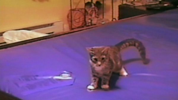 Funniest Pets & People - Pawsome