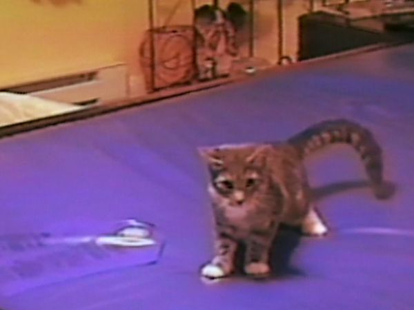 Funniest Pets & People - Pawsome