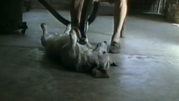 Funniest Pets & People - Two to tango