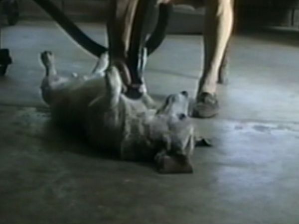 Funniest Pets & People - Two to tango