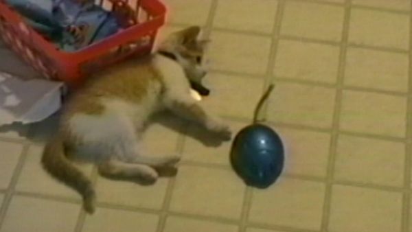 Funniest Pets & People - The wet look