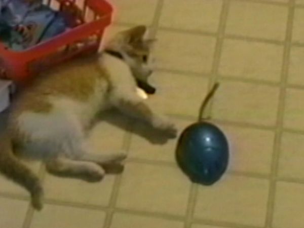 Funniest Pets & People - The wet look