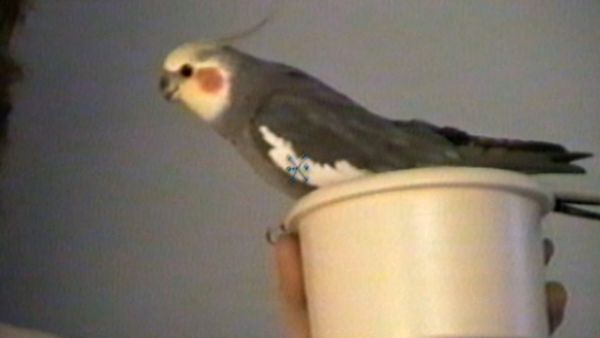 Funniest Pets & People - Sneaky