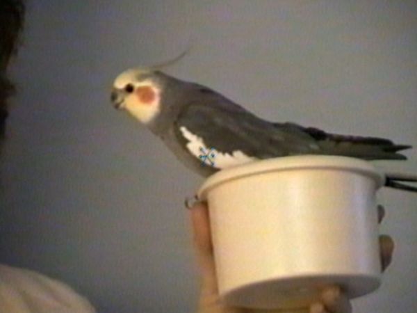 Funniest Pets & People - Sneaky