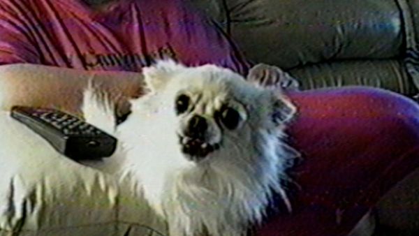 Funniest Pets & People - Be one with nature