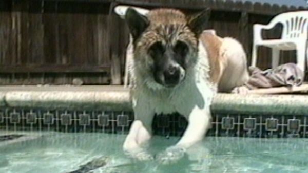 Funniest Pets & People - Hold on!