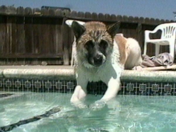 Funniest Pets & People - Hold on!