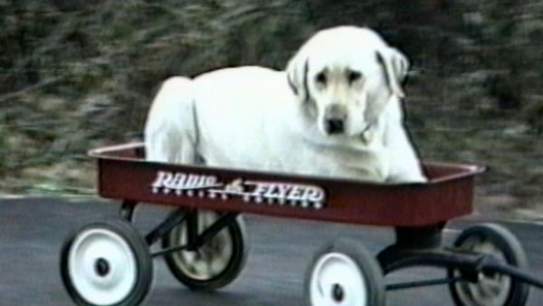 Funniest Pets & People - Miracle shot