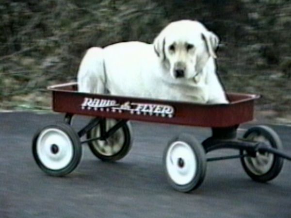 Funniest Pets & People - Miracle shot