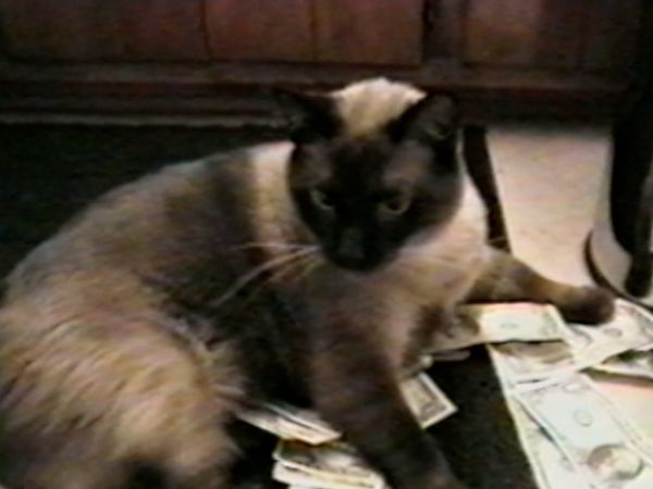 Funniest Pets & People - In training