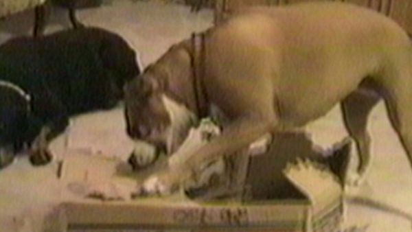 Funniest Pets & People - Water world