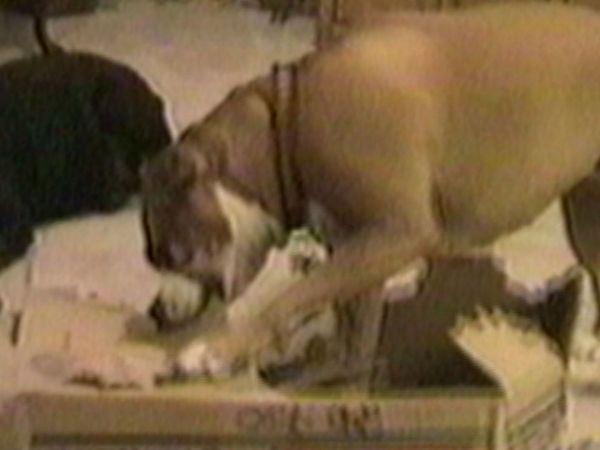 Funniest Pets & People - Water world