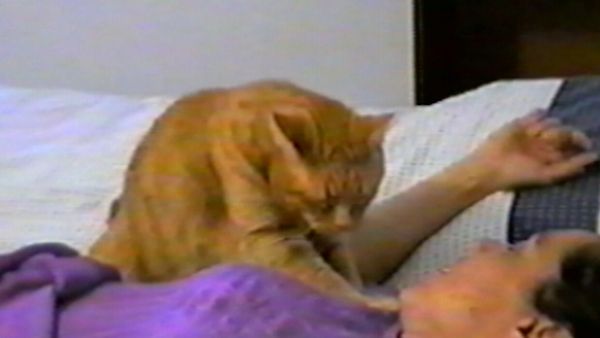 Funniest Pets & People - Smooth sounds