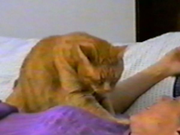 Funniest Pets & People - Smooth sounds