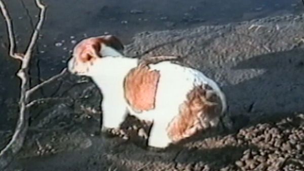 Funniest Pets & People - Fun in the outdoors