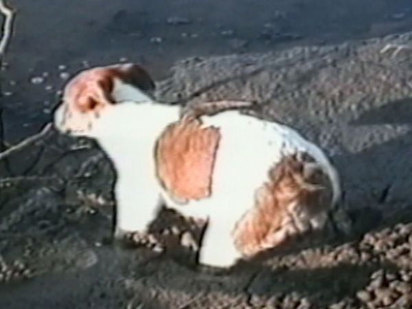 Funniest Pets & People - Fun in the outdoors