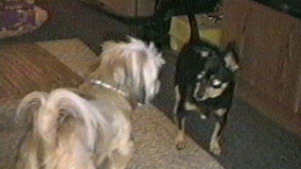 Funniest Pets & People - Easily amused