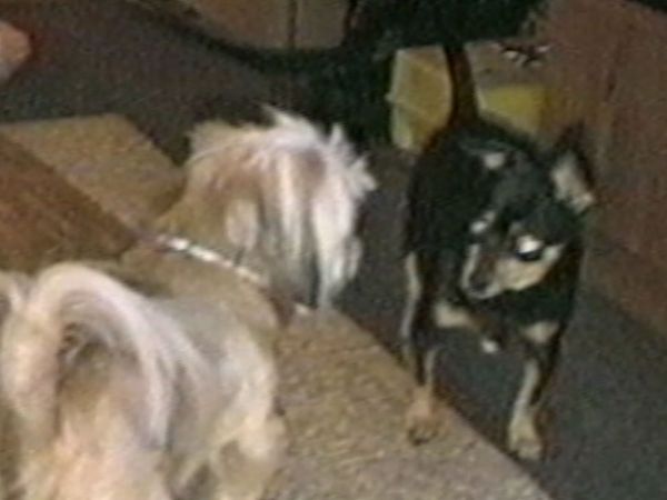 Funniest Pets & People - Easily amused