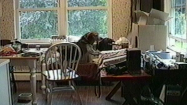 Funniest Pets & People - Feathered fun