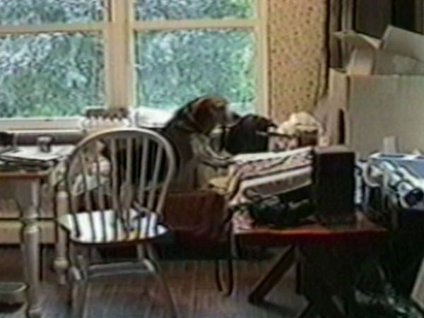 Funniest Pets & People - Feathered fun