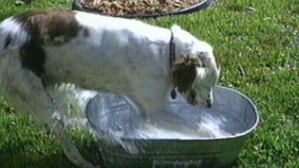 Funniest Pets & People - Giggles
