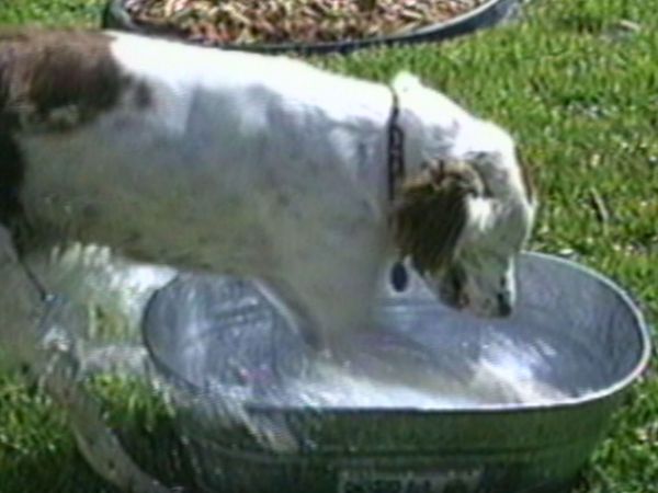 Funniest Pets & People - Giggles